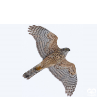 گونه پیغو Levant Sparrowhawk